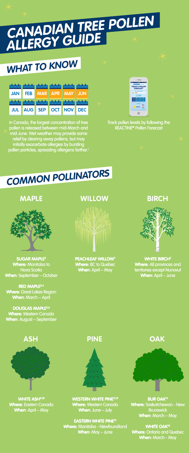Canadian Tree Pollen - Infographic